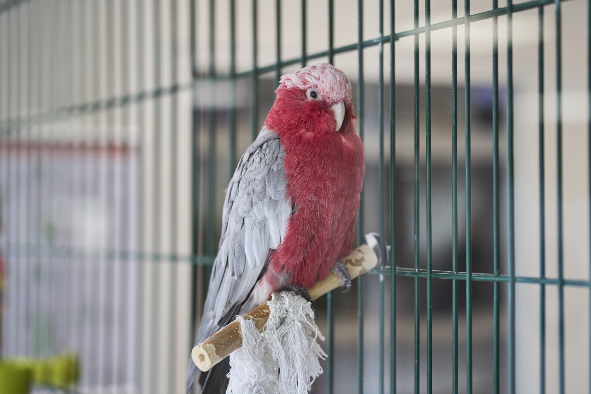 ©PierreCarton_PC004588_HD